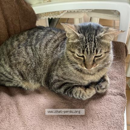 Photo 1/1 Reunited cat Lost in Nice