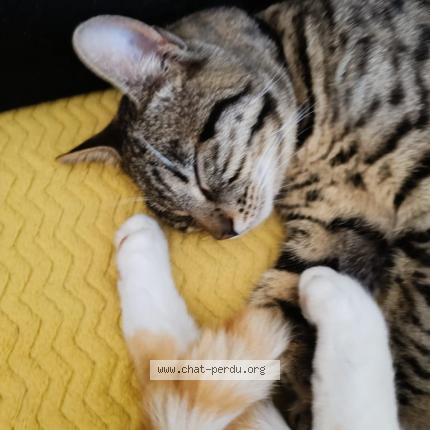 Photo 2/3 TITI Chat lost in Saint christol les ales