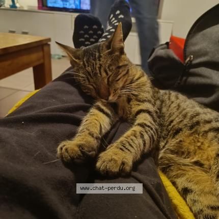 Photo 3/3 TITI Chat lost in Saint christol les ales