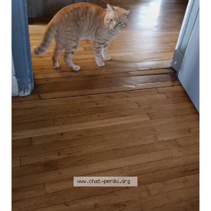 Photo 1/1 Titou Chat lost in La douze