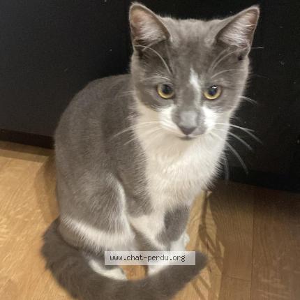 Photo 1/1 Pacho Chat lost in Saint julien de concelles