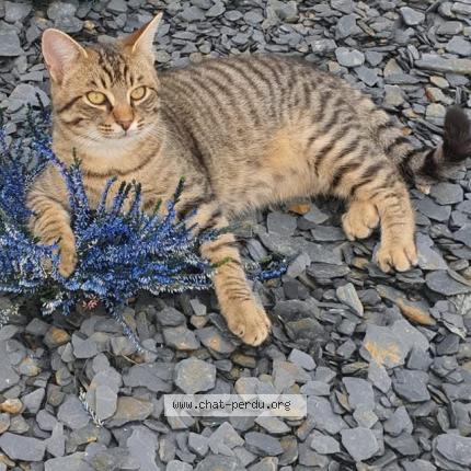 Photo 1/1 Michu Chat lost in Dompierre sur besbre