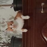 Picture of cat lost at Massongy