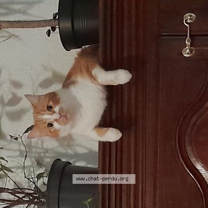 Photo 1/1 Pimousse Chat lost in Massongy