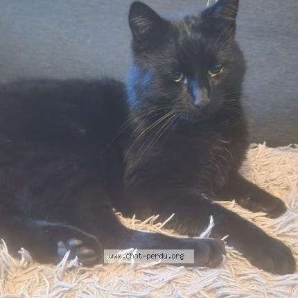 Foto 1/1 Blackie Kat vermist in Engis