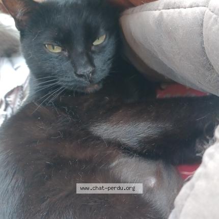 Photo 1/1 CHATCHAT Chat lost in Putanges le lac