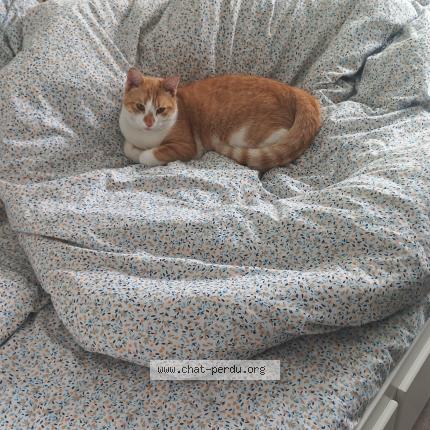 Photo 1/1 Abou Chat lost in Sotteville les rouen