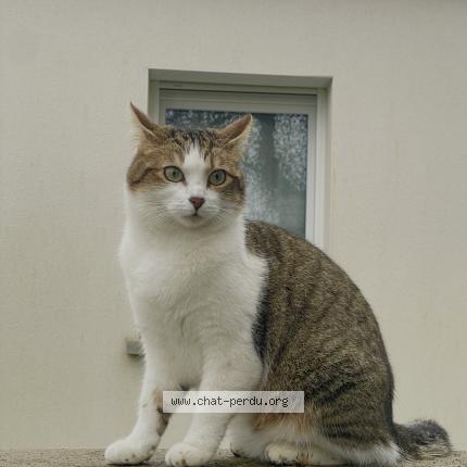 Photo 1/1 litchi Chat lost in La haie fouassiere