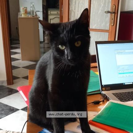 Photo 1/1 SAMBA Chat lost in Palleville