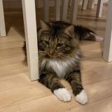 Picture of cat lost at Reze