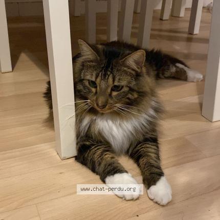 Photo 1/1 Pistache Chat lost in Reze