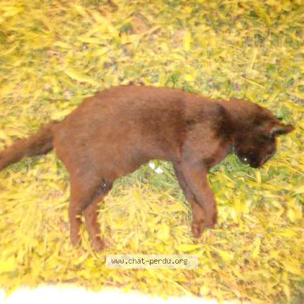 Photo 1/1 Found cat Found in Pontigny