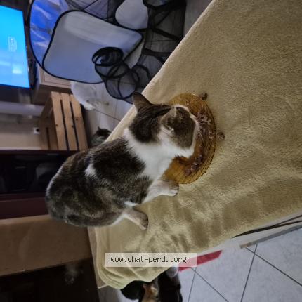 Photo 1/1 Igor Chat lost in Louhans