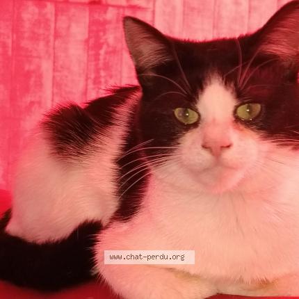 Photo 1/1 Le chat Chat lost in Mezire