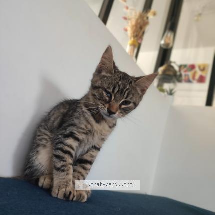 Photo 1/1 Neko Chat lost in St brieuc