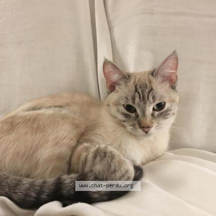 Photo 1/1 Nausicaa Chat lost in Toulouse