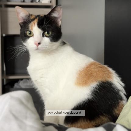 Photo 1/1 Moon Chat lost in Amiens