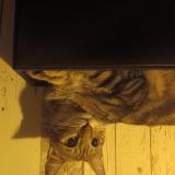 Picture of cat lost at Marseille