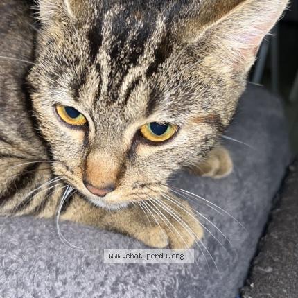 Photo 1/1 Tiny Chat lost in Cadillac en fronsadais