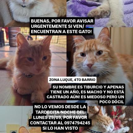 Photo 1/1 Tiburcio Chat lost in Luque central