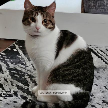 Photo 1/1 SULTAN Chat lost in Richwiller