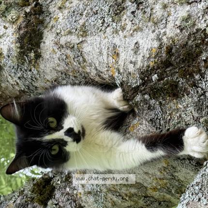 Photo 1/1 Oscar Chat lost in Cagnac les mines