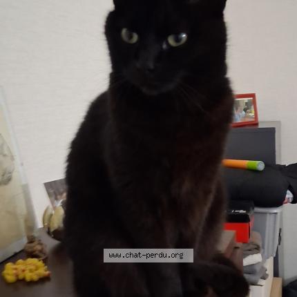 Photo 1/1 Namour Chat lost in Montreal de l aude