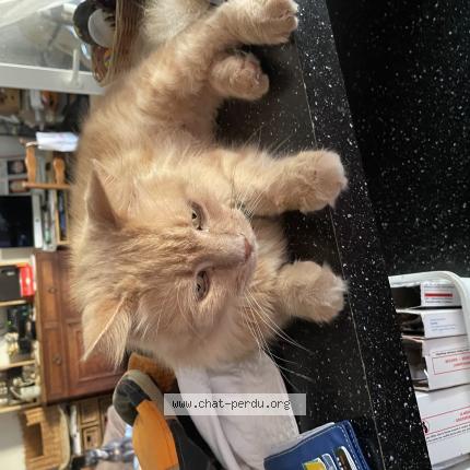 Photo 1/1 Monsieur Chat lost in Bagnere de bigorre