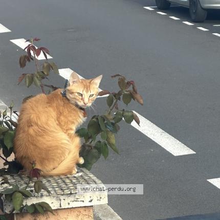 Photo 1/1 KOVU Chat lost in Roanne