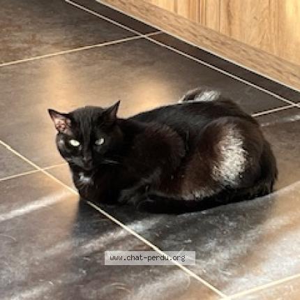 Photo 1/1 Willo Chat lost in Vannes sur cosson