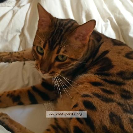 Photo 1/1 Krishna Chat lost in Marseille