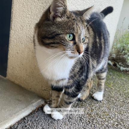 Photo 1/1 Found cat Found in Mercin et vaux
