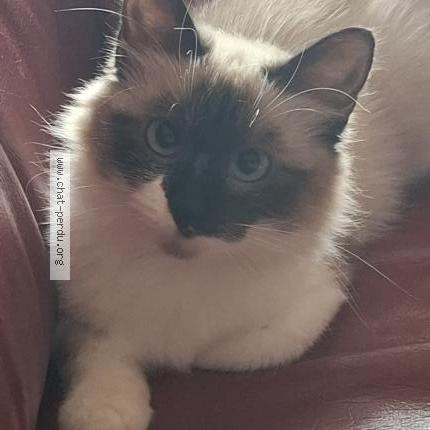 Photo 1/1 Brume Chat lost in Montech