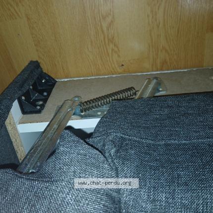 Photo 1/1 Found cat Found in Etterbeek