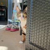 Picture of cat lost at Sainte Bazeille