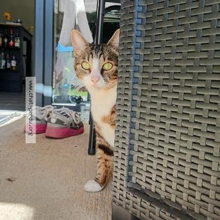 Photo 1/1 Safi Chat lost in Sainte bazeille