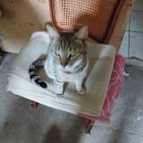 Picture of cat lost at Bussiere St Georges