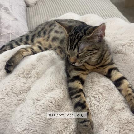 Photo 1/1 Mimi Chat lost in Champigny sur marne