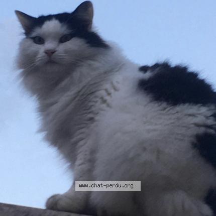 Photo 1/1 Douce Chat lost in Nimes