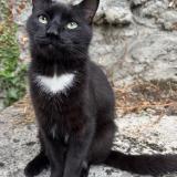 Picture of cat lost at Puilboreau
