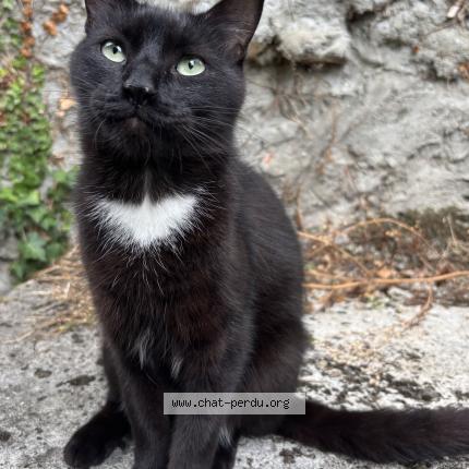 Photo 1/1 KROKMOU Chat lost in Puilboreau