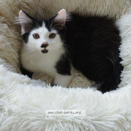 Photo 1/1 FIGARO Chat lost in Thiviers