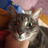 Picture of cat lost at Anjou