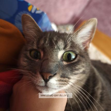 Photo 1/1 Ryo Chat lost in Anjou