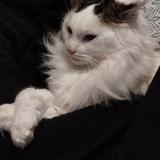 Picture of cat lost at Villenauxe La Grande