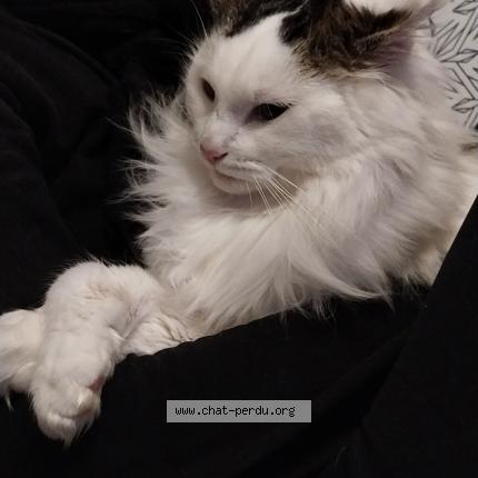 Photo 1/1 Junior Chat lost in Villenauxe la grande