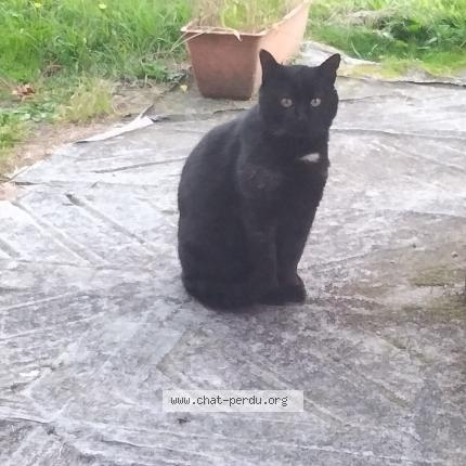 Photo 1/1 Found cat Found in Thoury