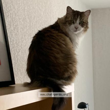 Photo 1/1 Mouchou Chat lost in Castelnau le lez