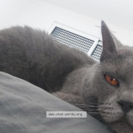 Photo 1/1 Gouni Chat lost in Plouasne