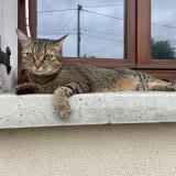 Picture of cat lost at Saint Agnant De Versillat